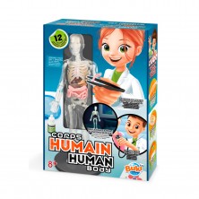 Cuerpo Humano