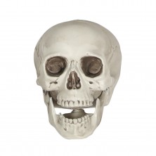 Calavera PVC 20 cm